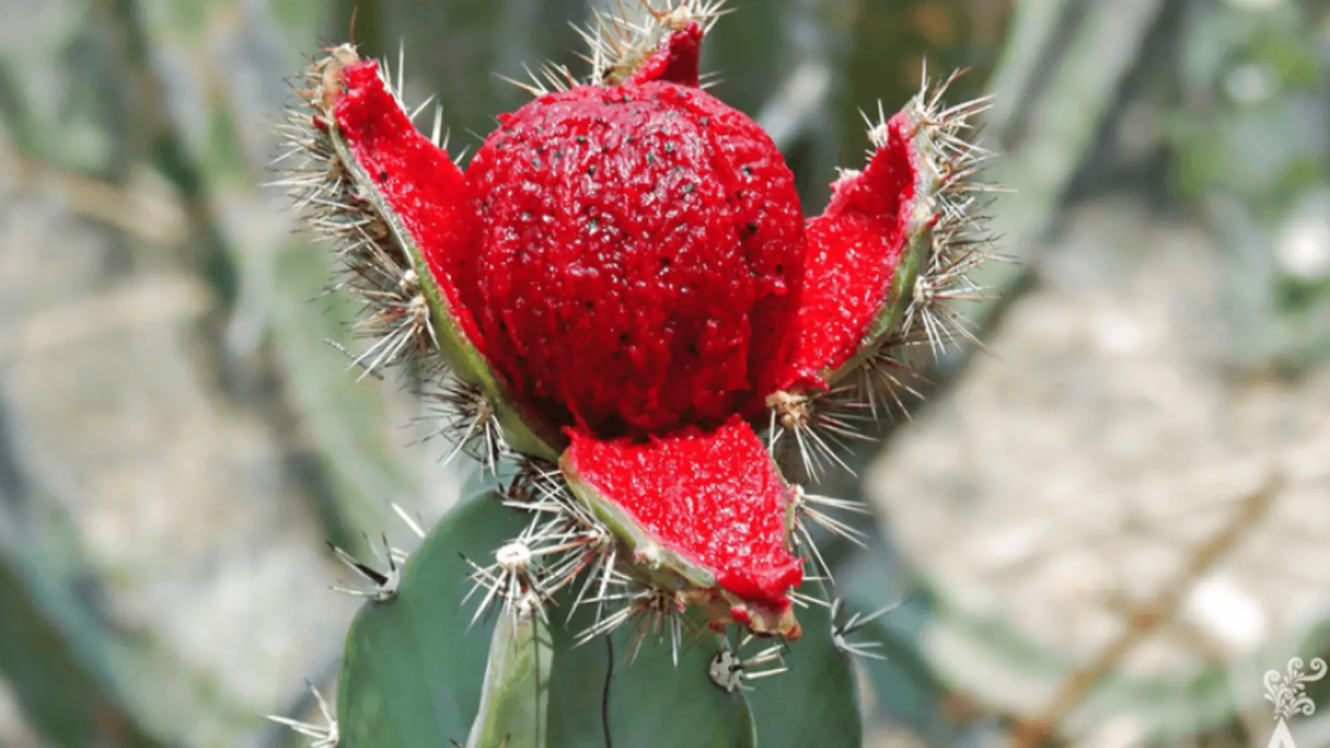 cosecha de pitahaya en baja california sur